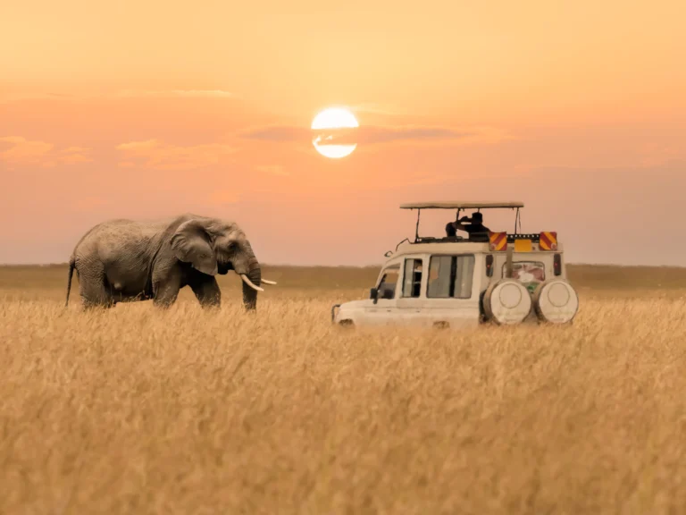 Tanzania Safari